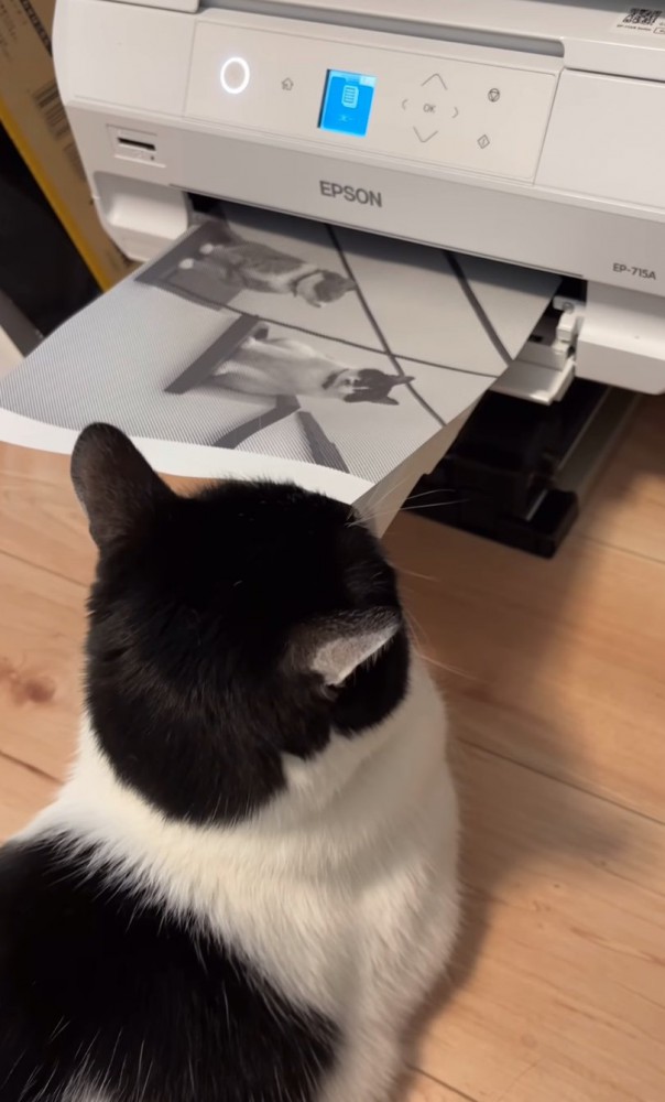 プリンター前に座る猫9