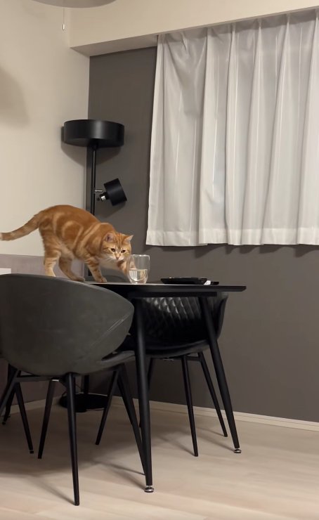 コップを落とそうとしている猫