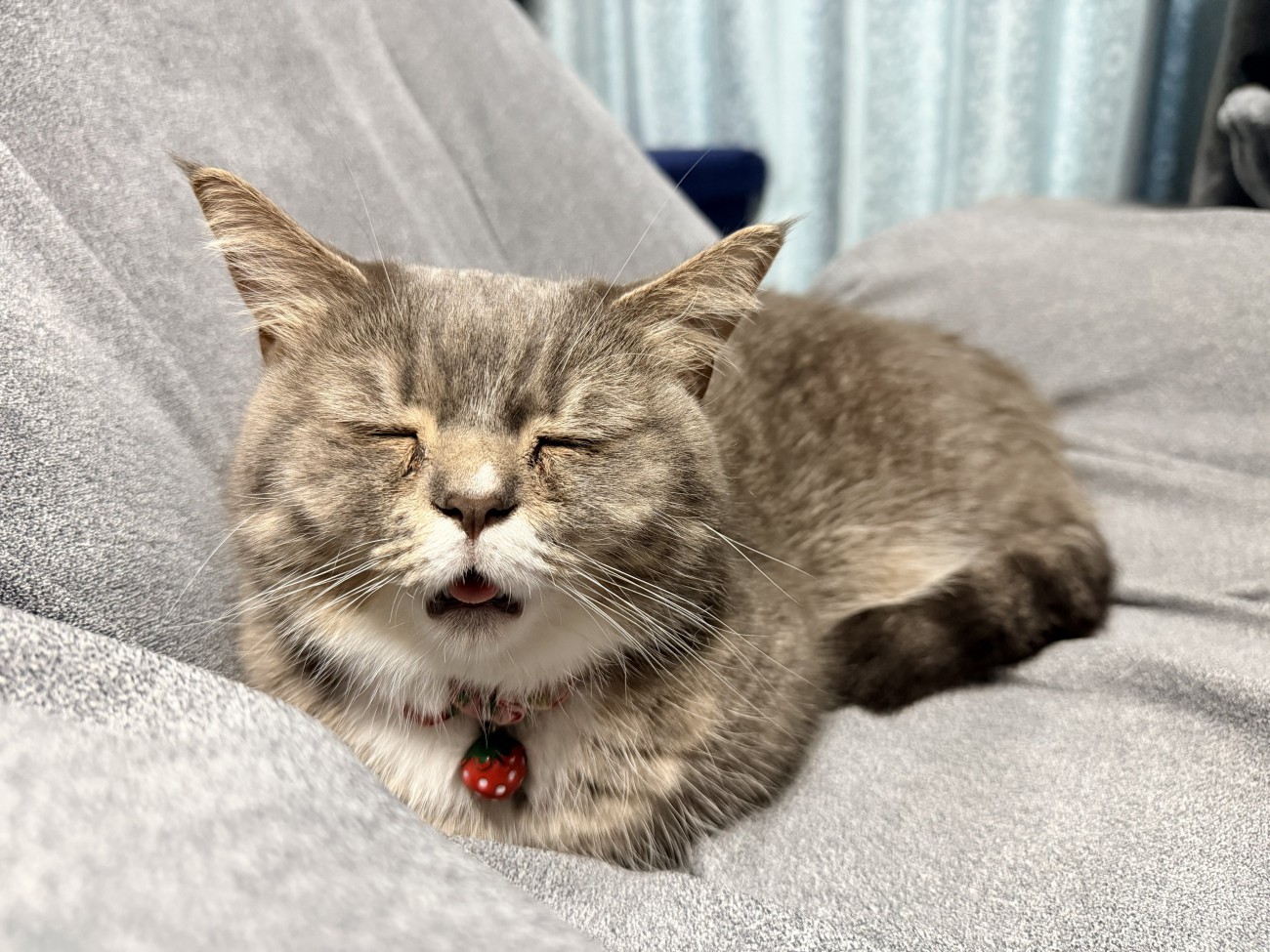 寝ている猫
