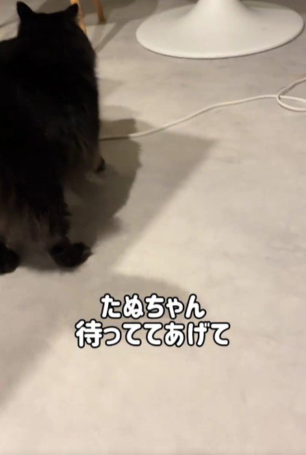 黒猫の後ろ姿