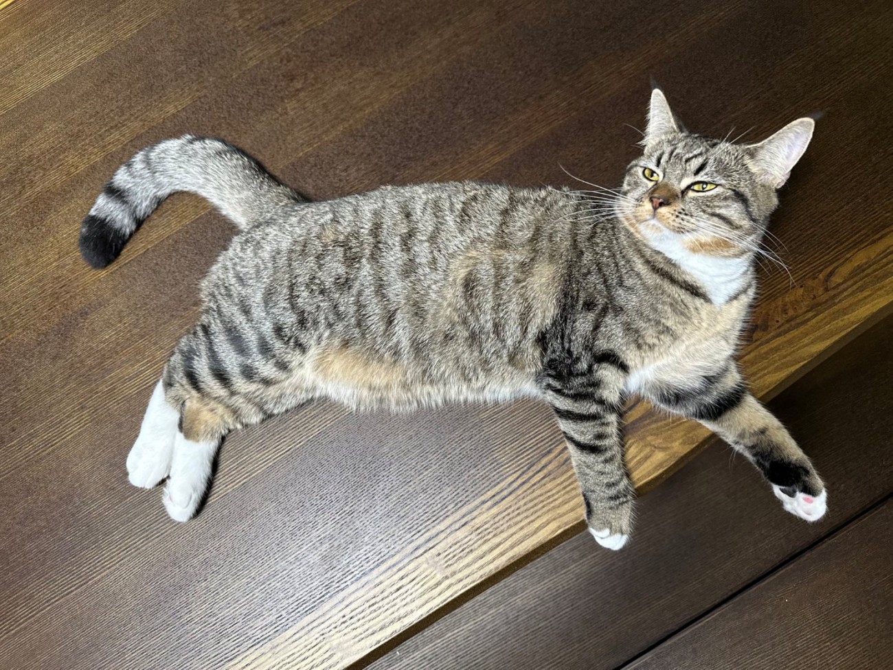 目を細めて横になる猫