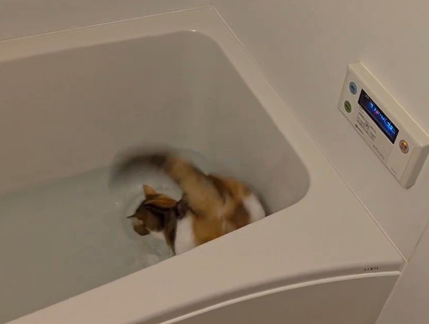 水音を立てて水の中に落ちる猫