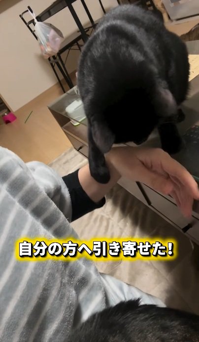 撫でられている猫と飼い主の手をひきよせる黒猫