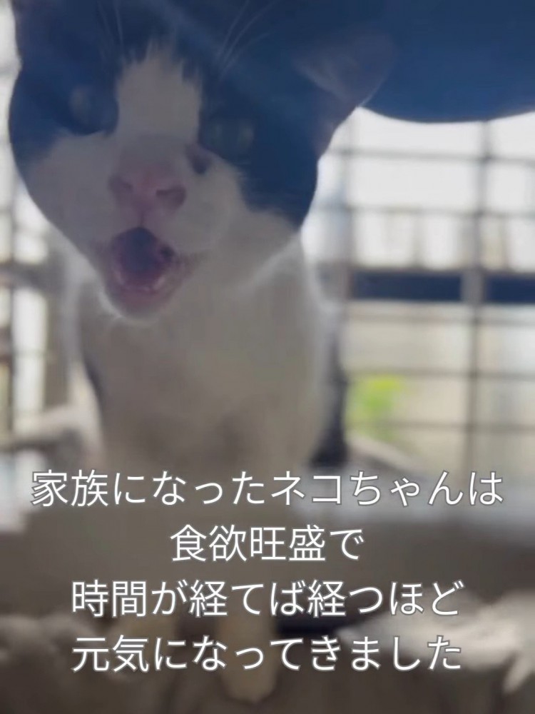 ケージの中で鳴く猫