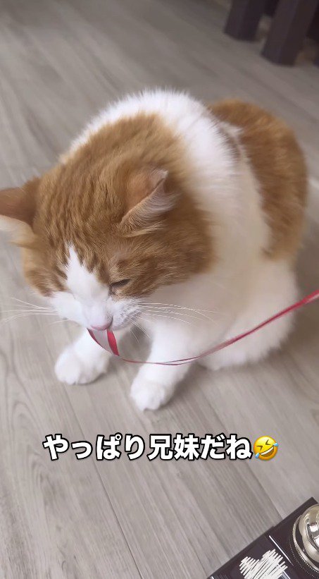 トロフィーのリボンを咥えるハチワレ猫