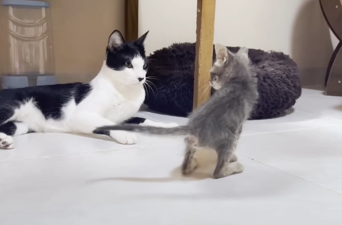 初対面の先住猫にいきなり喋り出した保護子猫…『先住猫の子猫時代と重なる姿』に