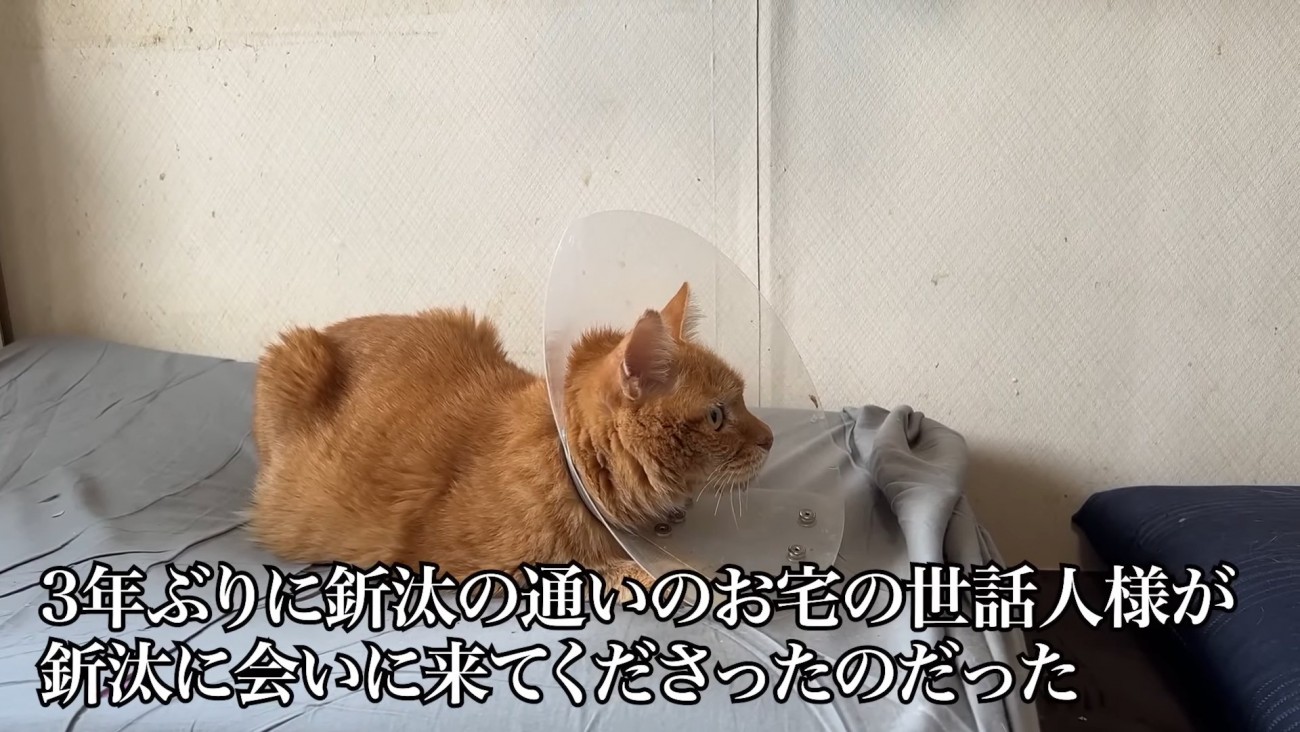 カラーをつけた猫
