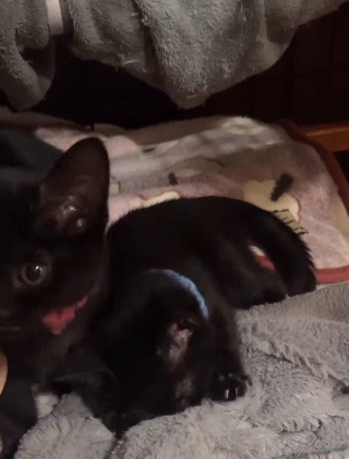 毛布の上に座る2頭の子猫