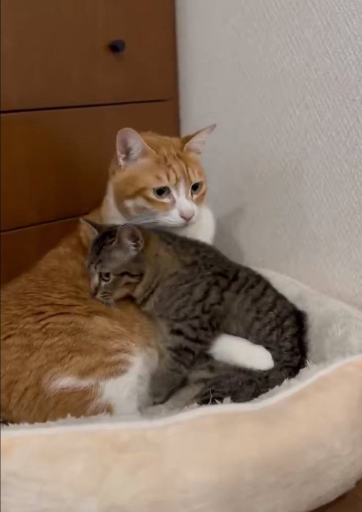 どこかへ行こうとする子猫