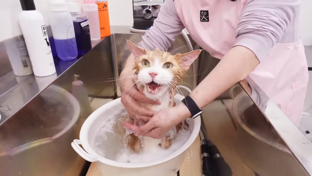 鳴くトトちゃん