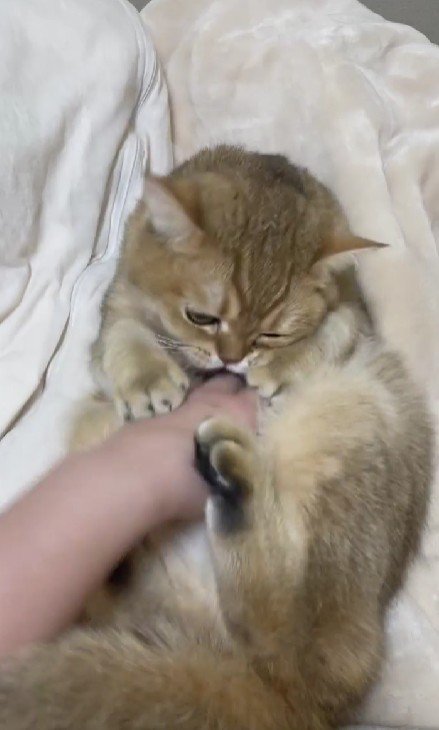 おなかをなでられる猫