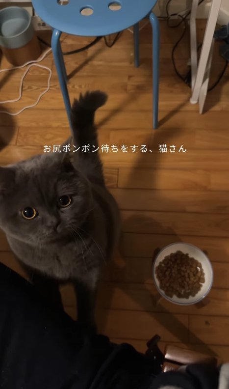 後ろ足で立ち上がってカメラを見つめる猫「お尻ポンポン待ちをする、猫さん」