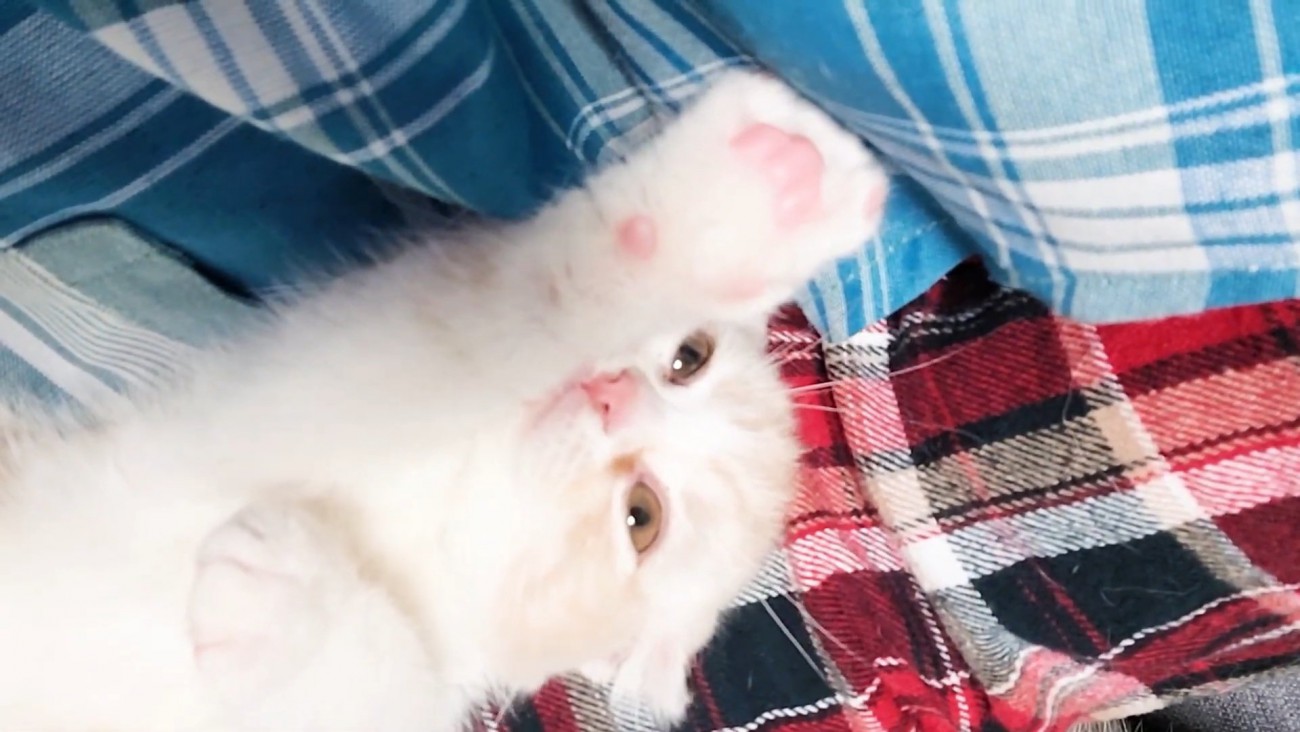 前足を伸ばす猫