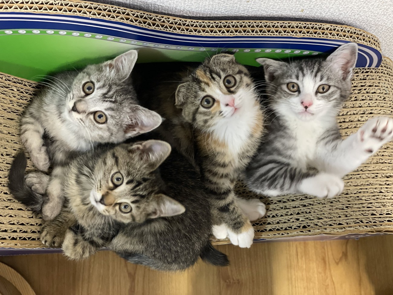 猫たちが爪とぎに仲良く乗る様子