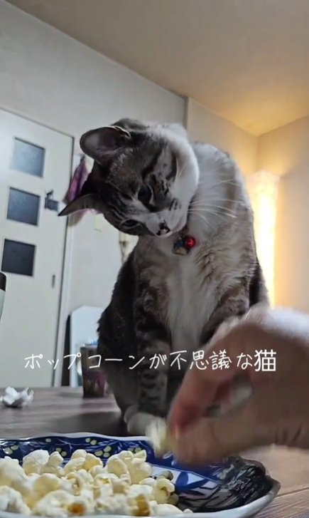 首を傾げるねこ