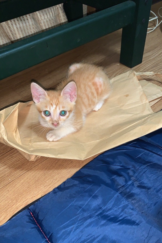 紙袋に乗る子猫