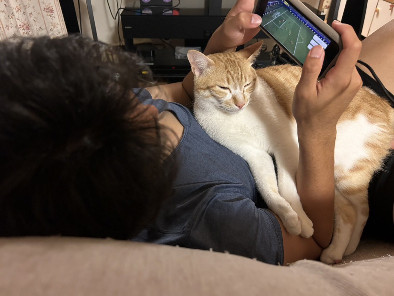 飼い主の体と腕の間に入る猫