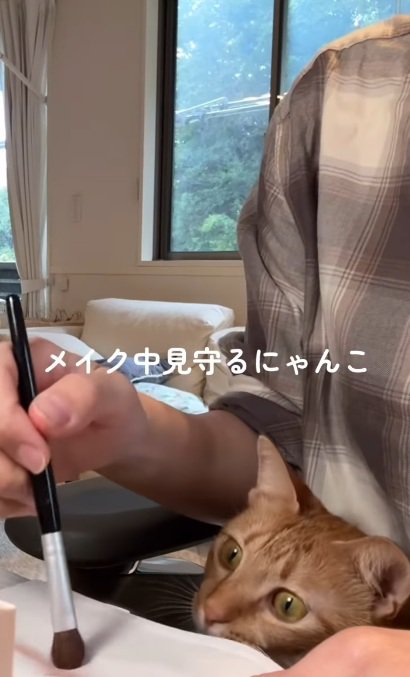 メイクする飼い主のメイクブラシを凝視する茶トラ猫