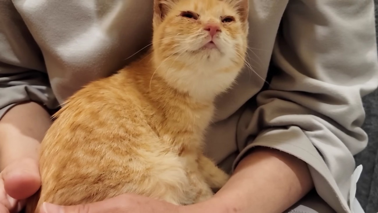 人のひざに乗って見上げる子猫