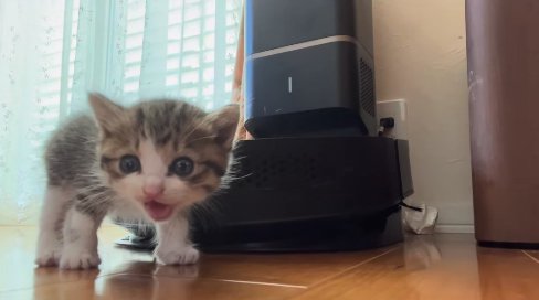 フローリングの上で立っている子猫