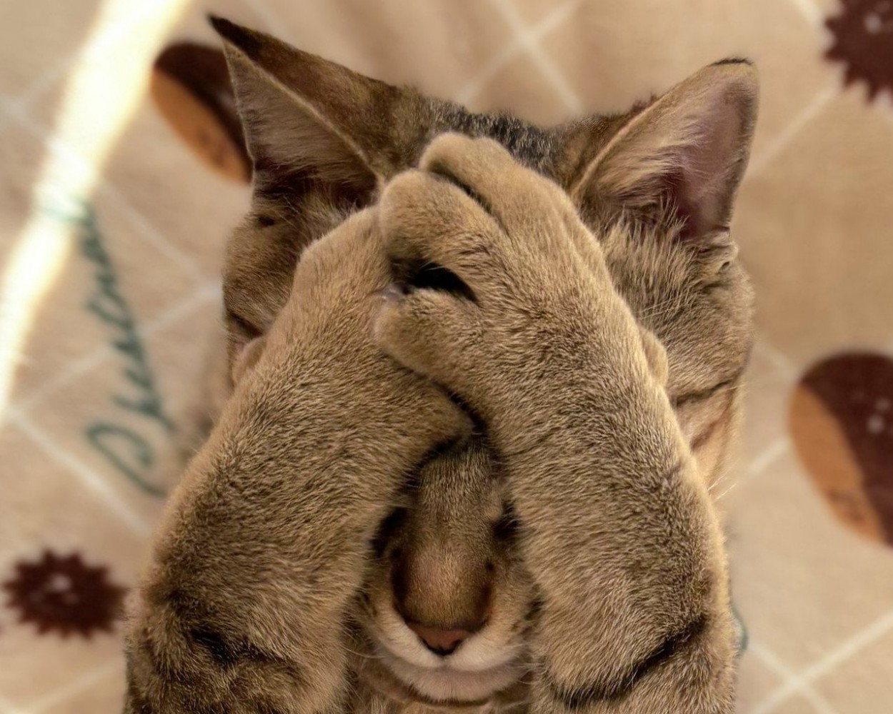 手で顔を覆うキジトラ猫のアップ7