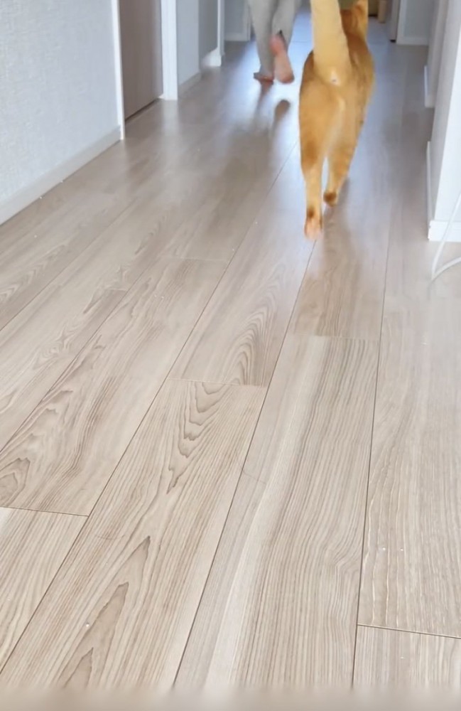 飼い主さんを追い掛ける茶トラ猫