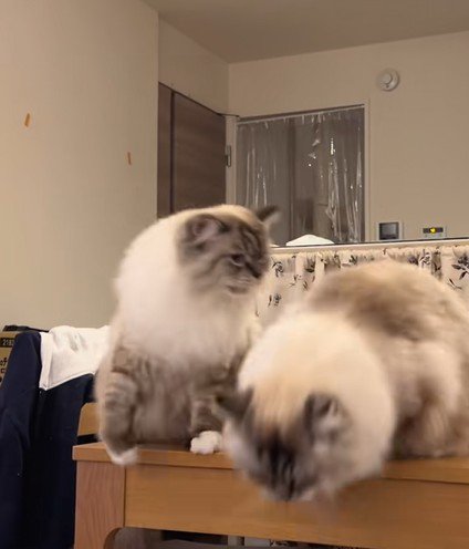 やり返そうとする猫と逃げようとする猫