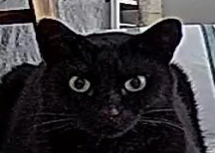 カメラを見つめる猫