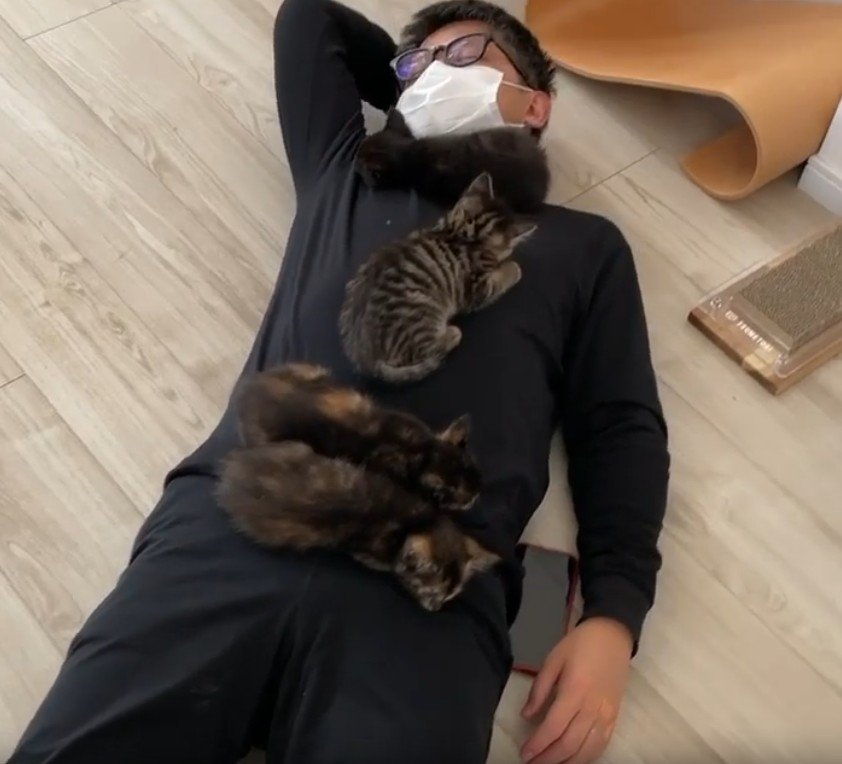 男性の上で寝る4匹の子猫