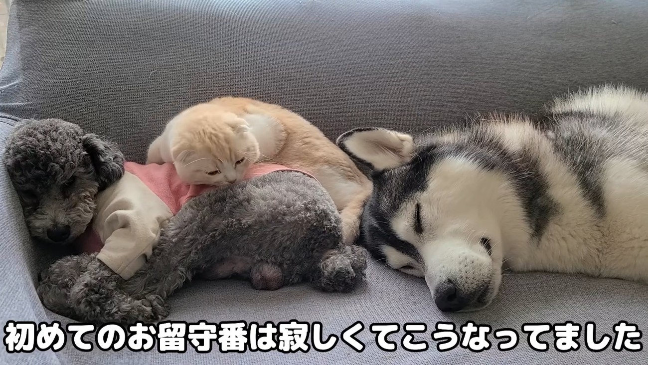 くっついて寝る2匹の犬と猫