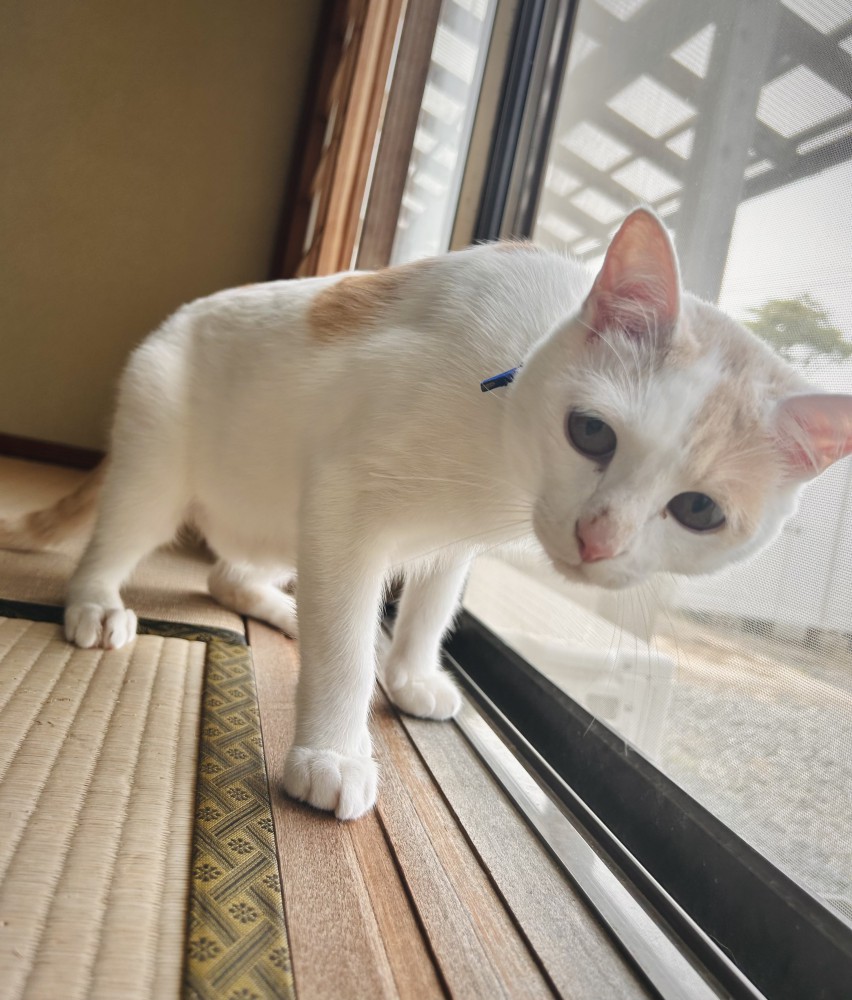 和室を歩く猫