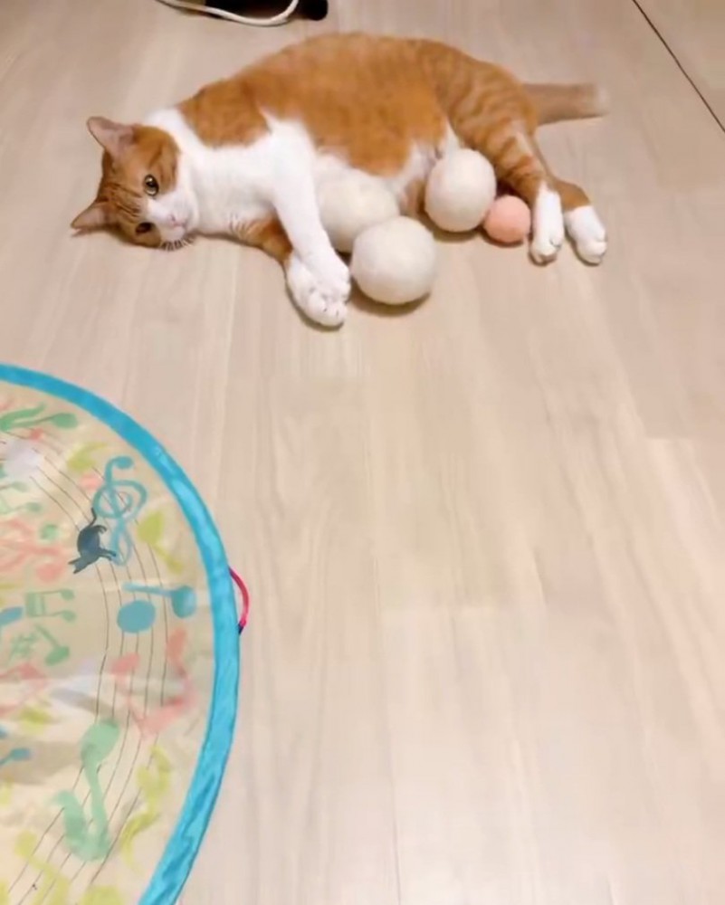 ボールを集める猫