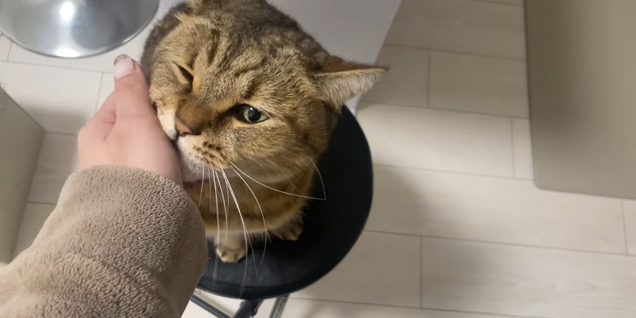 椅子の上で飼い主さんの手を甘噛みする猫