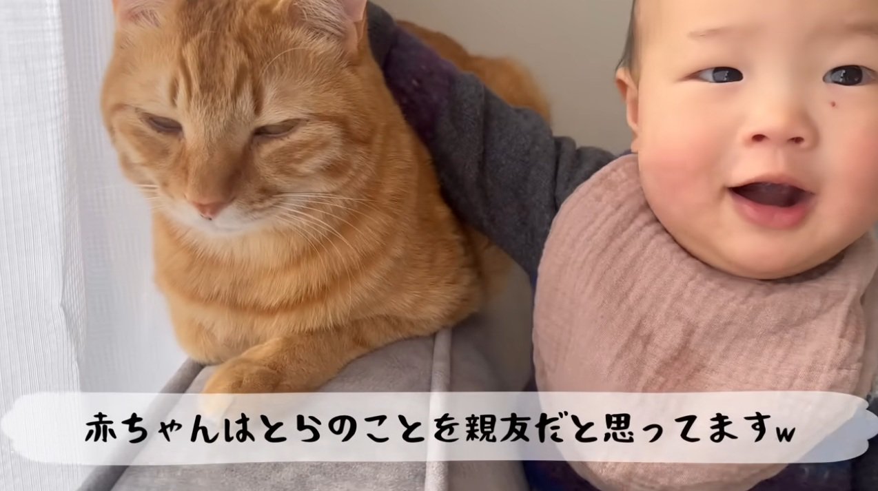 猫をなでている赤ちゃん