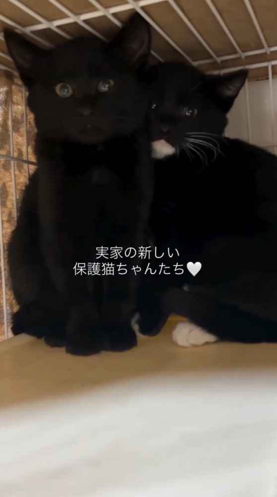 ケージの端から投稿者を見つめる2匹の子猫