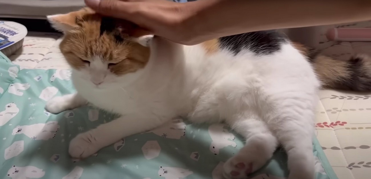 横になっている猫