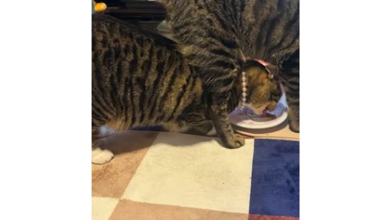おやつを食べている猫たち