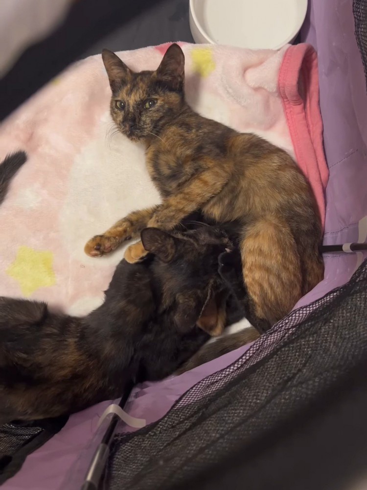 お乳を吸われる子猫