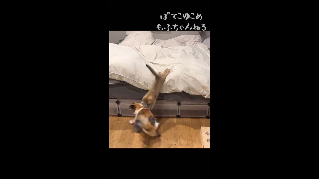 ベッドからダイブ