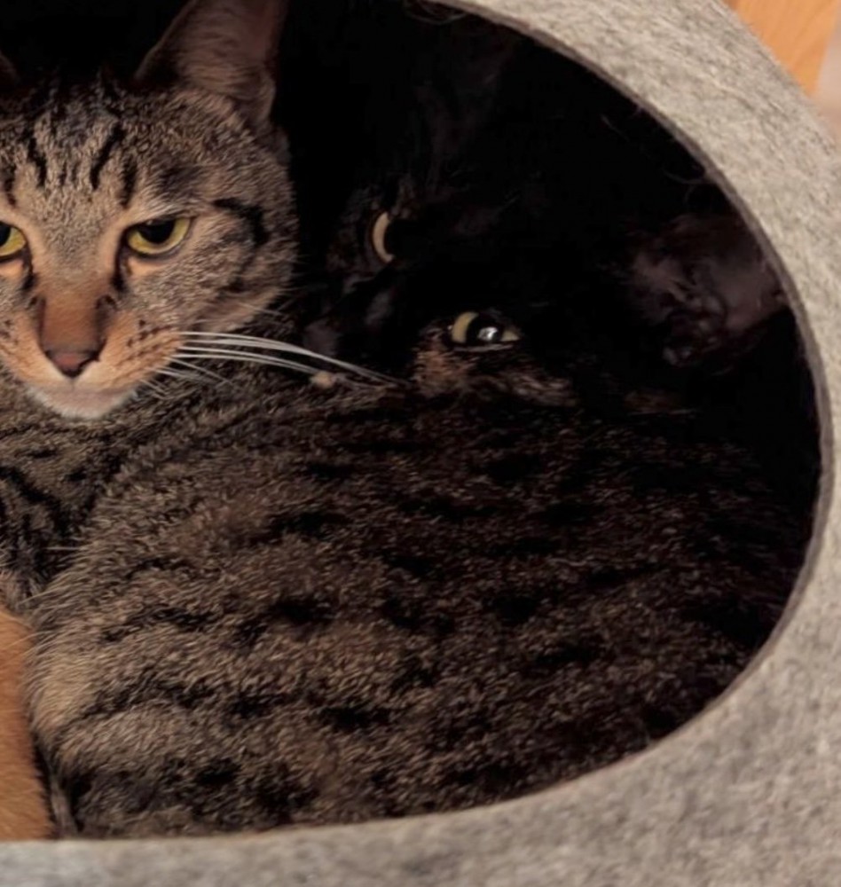 振り返る黒猫