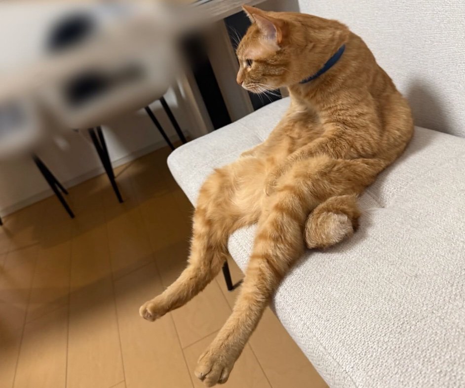 遠くを見つめる猫