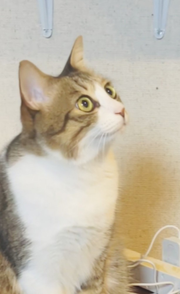 スマートスピーカーから出る猫の鳴き声に反応する保護猫