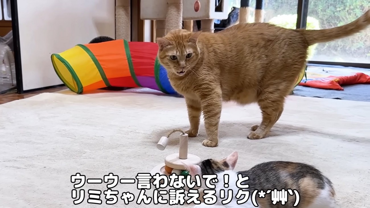 子猫に向かって鳴く成猫