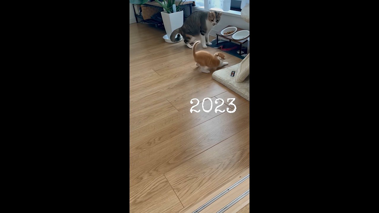 身を低くする子猫