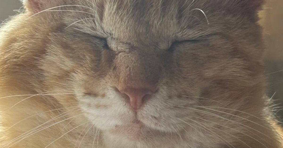 室内にいる猫