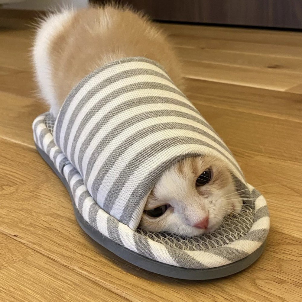 スリッパの中に顔を入れる子猫