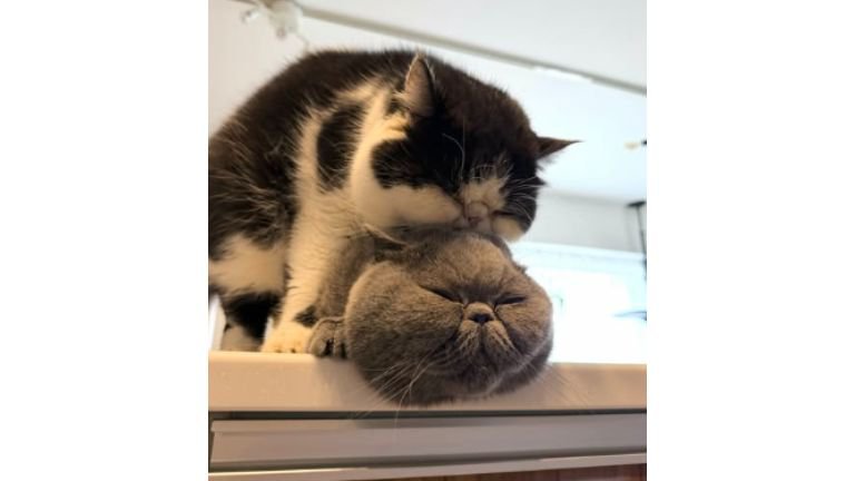 室内にいる猫たち