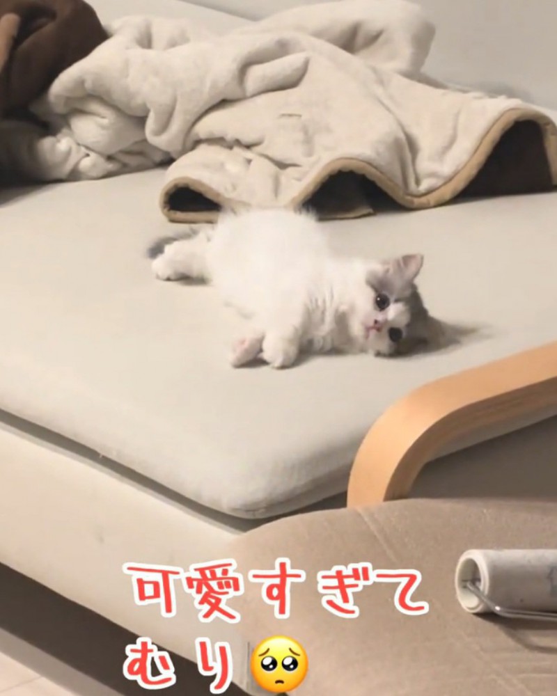 寝転がる猫