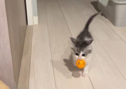 ボールをくわえながら前へ進むわさびくん
