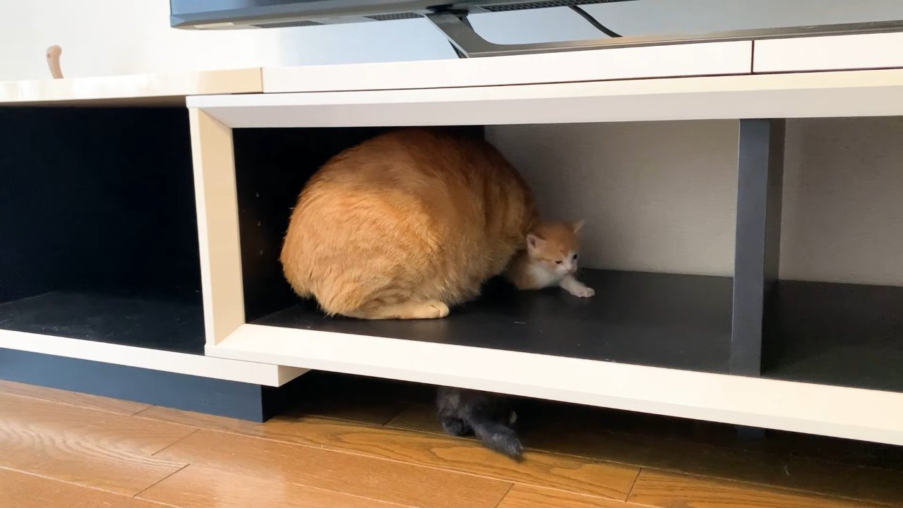 取り押さえ